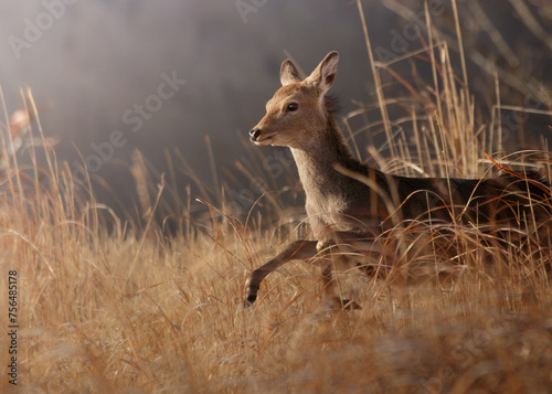 roe deer in the wild