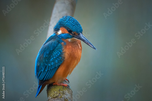 A common kingfisher sits on the branch without leaves and looks towards the camera lens. Close-up portrait of a common kingfisher with a dark-blue background.