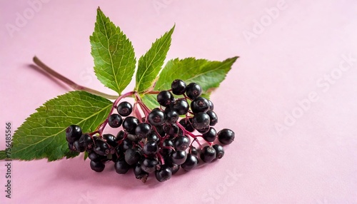 fresh isolated black elderberry isolated pastel background copy space