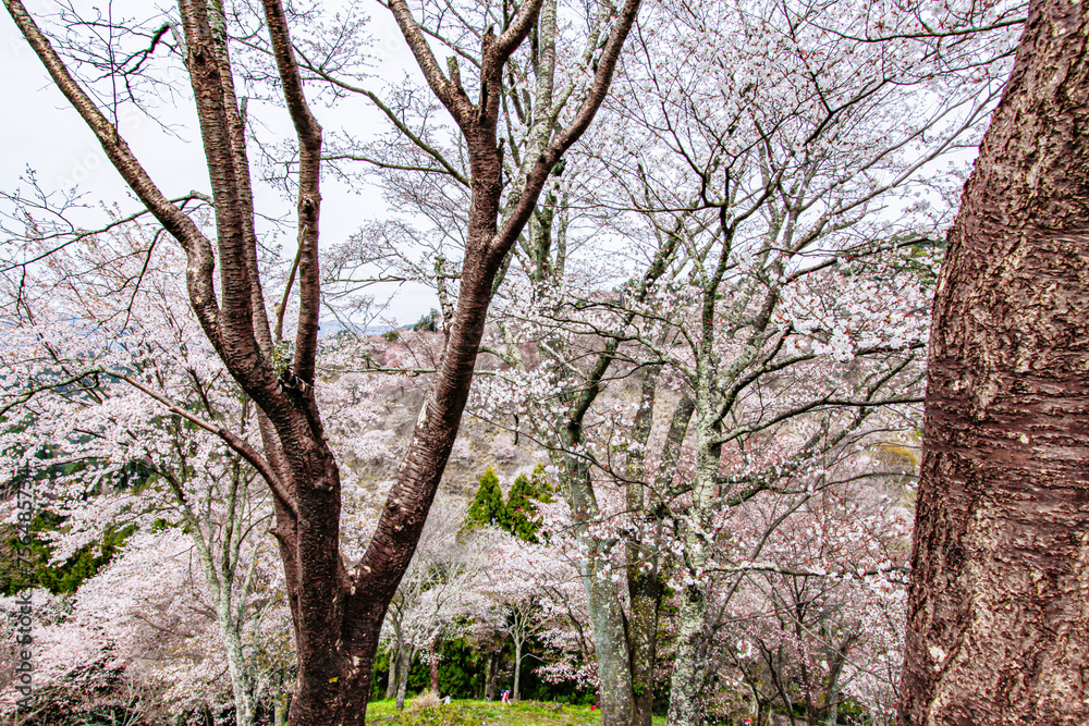 Thousand Trees of Cherry Blossoms: Spring’s Symphony at Mount Yoshino