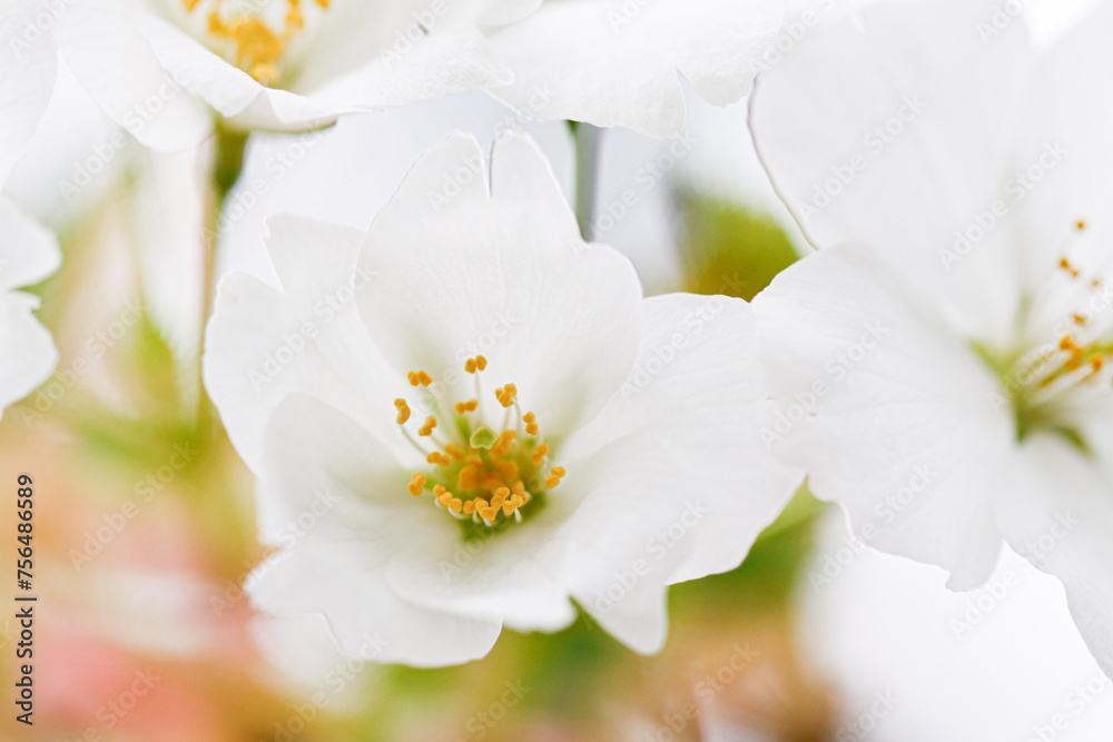Serene Springtime Symphony of Yoshino Sakura Serene Springtime Symphony of Yoshino Sakura