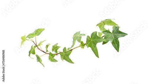 green ivy isolated on a white background. © xiaoliangge