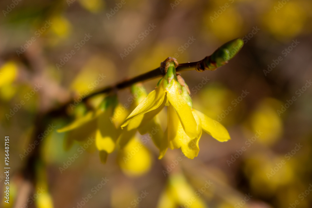 Korean spring flowers. Yellow blooming Forsythia flowers in spring
