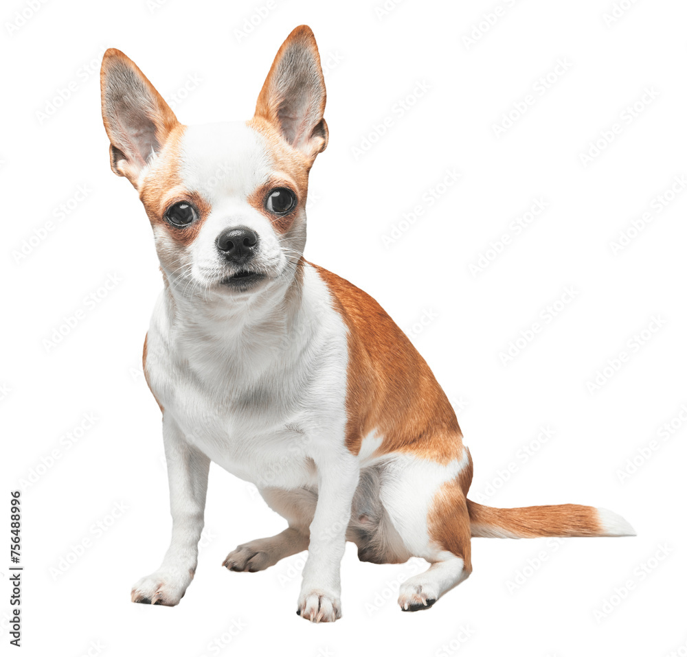 A seated chihuahua with brown and white fur looking attentively against a white background.