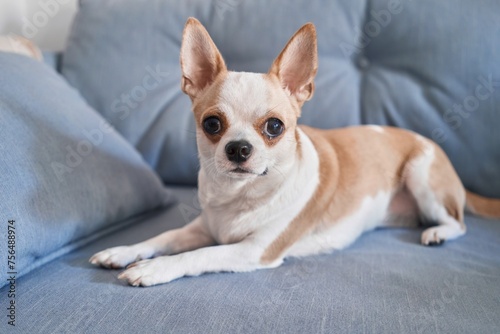 A small alert chihuahua dog with big eyes rests on a blue sofa, looking directly at the camera.