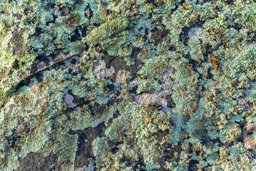 Background from moss or lichen growing on a rock