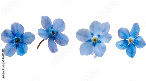Blue Flower Digital Art Set: Vibrant Blooms on Transparent Background, Ideal for Elegant Decorations and Nature Designs
