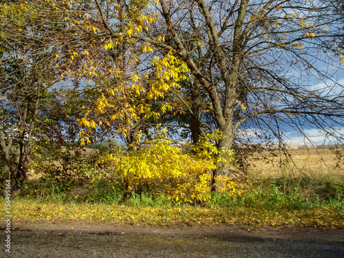 Autumn state of nature. Yellow foliage of trees against a dark sky.