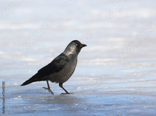 Photography Jackdaw