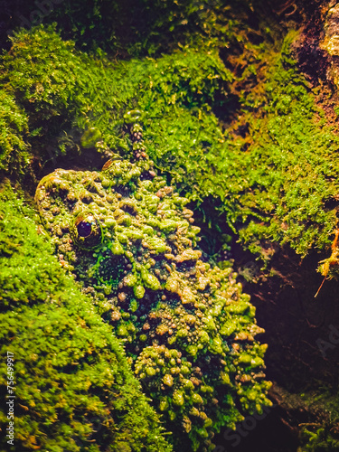 Exotic frog Teloderma corticalis quality photo