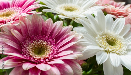 beautiful abstract color pink and white flowers background and pink flower frame and white and pink background texture