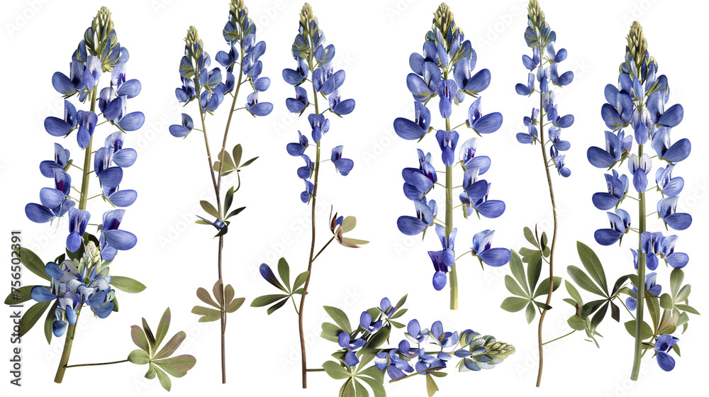 Bluebonnet Blooms: Vibrant Floral Botanicals in Texas Garden - 3D Rendered Illustration, Isolated on Transparent Background