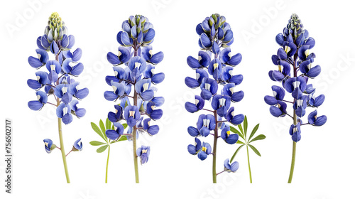 Bluebonnet Blooms: Vibrant Floral Botanicals in Texas Garden - 3D Rendered Illustration, Isolated on Transparent Background photo