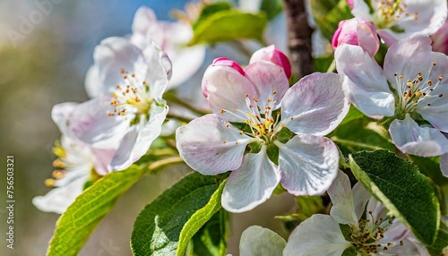 floral spring background apple tree flowers close up nature