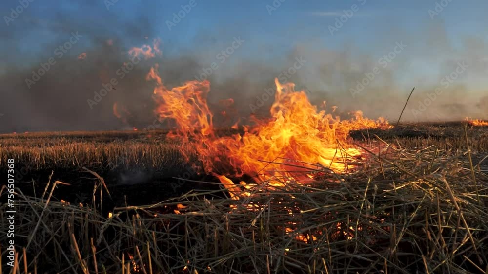 Fire in field close-up, bright flame, Burning straw in wheat field, Slow motion
