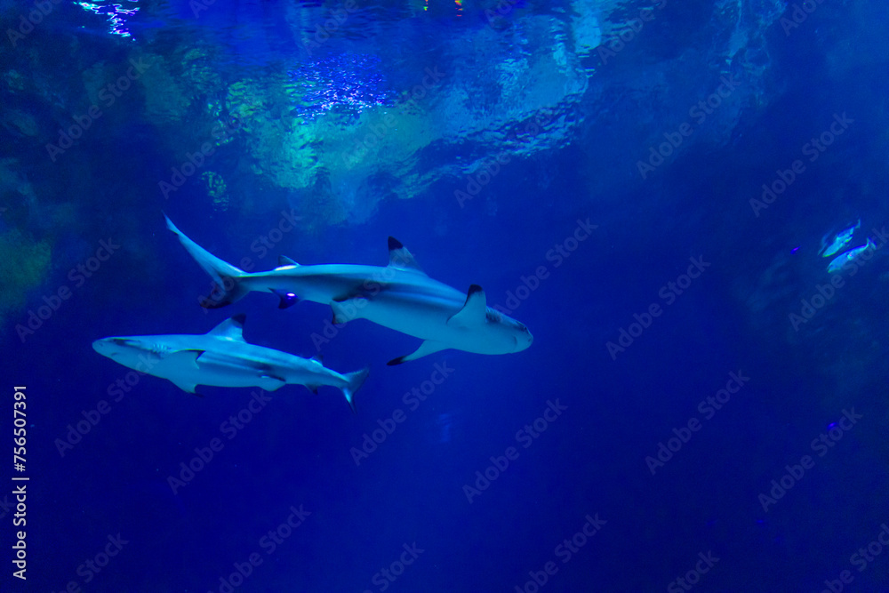 shark -  Galápagos Island experience in Houston Zoo, Texas, USA