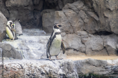 penguin on the rocks - Galápagos Island experience in Houston Zoo, Texas, USA