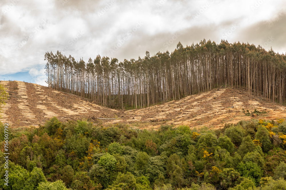 Fototapeta premium Clear-cut logging in Southland on the South Island of New Zealand.