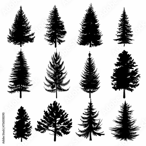 Evergreen Silhouette Collection