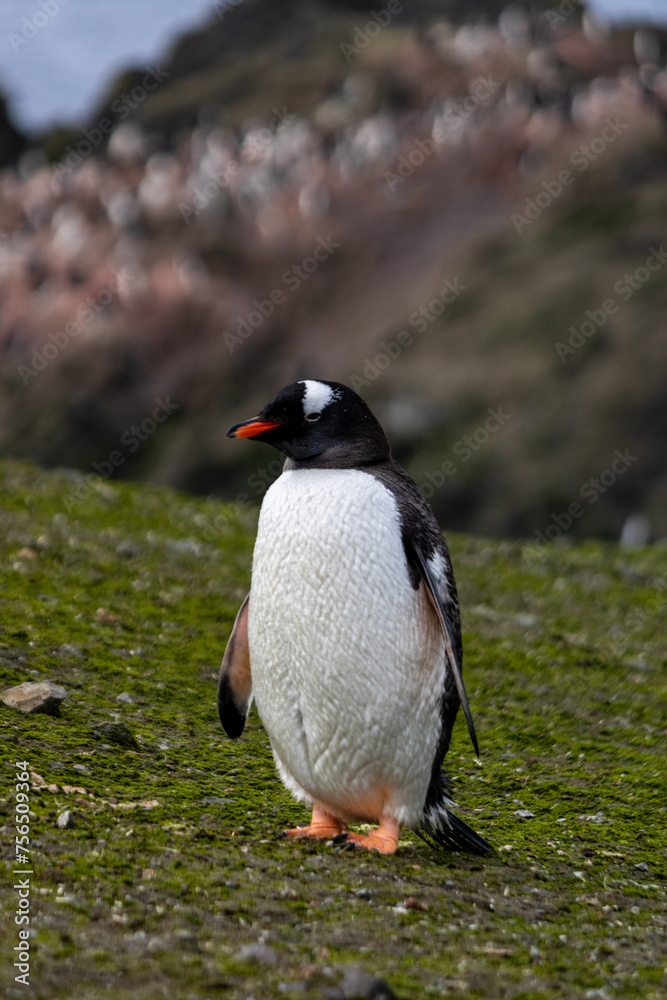 Fototapeta premium Manchot Papou seul au milieu d'une prairie sans neige en Janvier 2024 en Antarctique