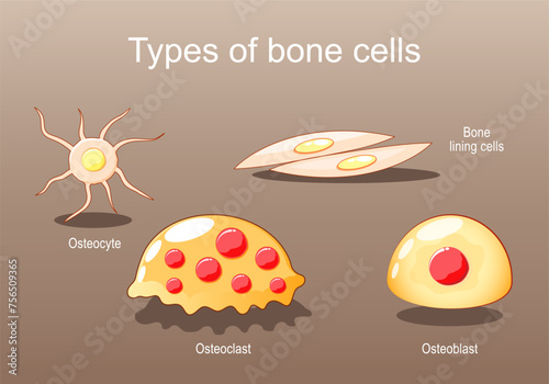 Types of bone cells. Osteocyte, lining cells, osteoblast, osteoclast photo