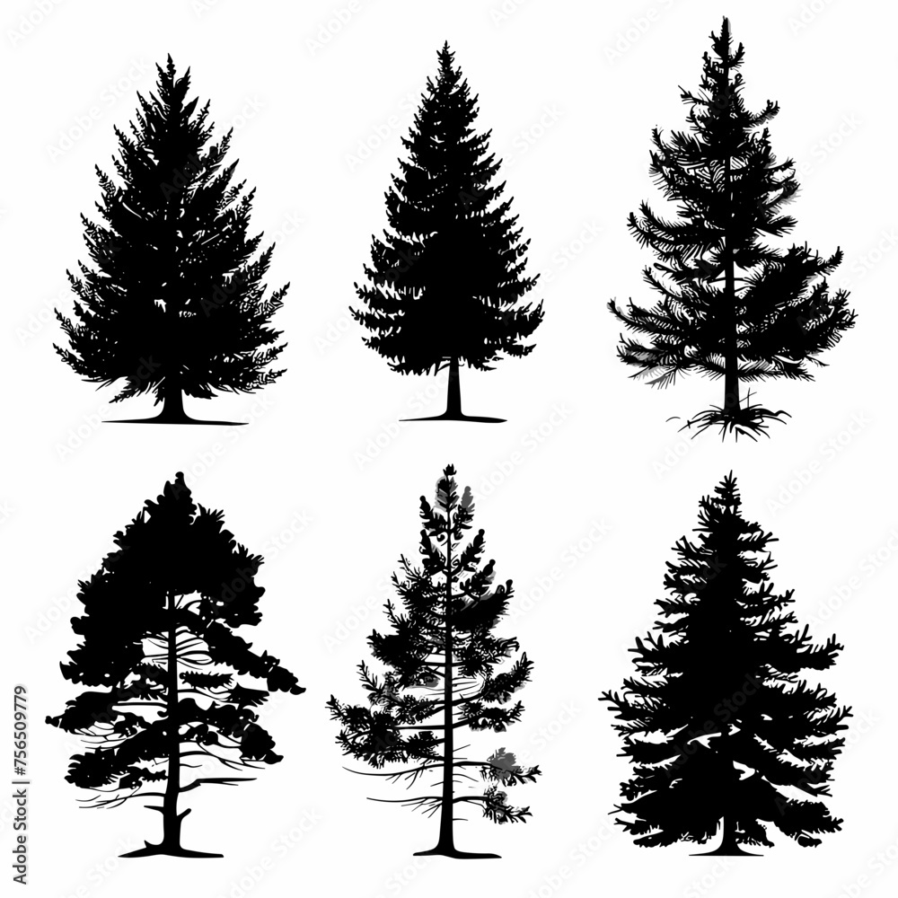 Fototapeta premium Evergreen Silhouette Collection