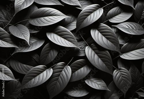 Black leaf wallpaper background