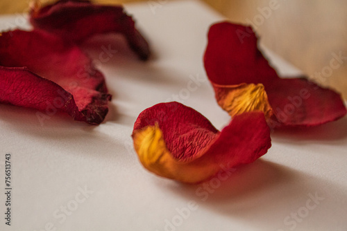Fototapeta Naklejka Na Ścianę i Meble -  red rose and petals