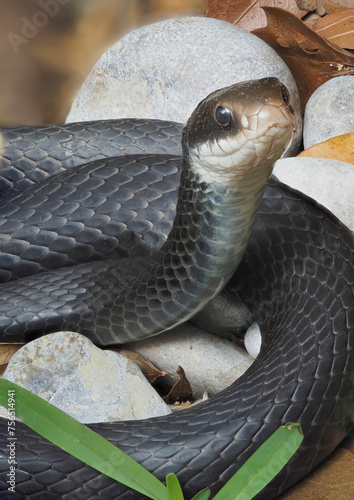 A Close-up Focus Stacked Image of a Black Racer Snake Sunning Itself