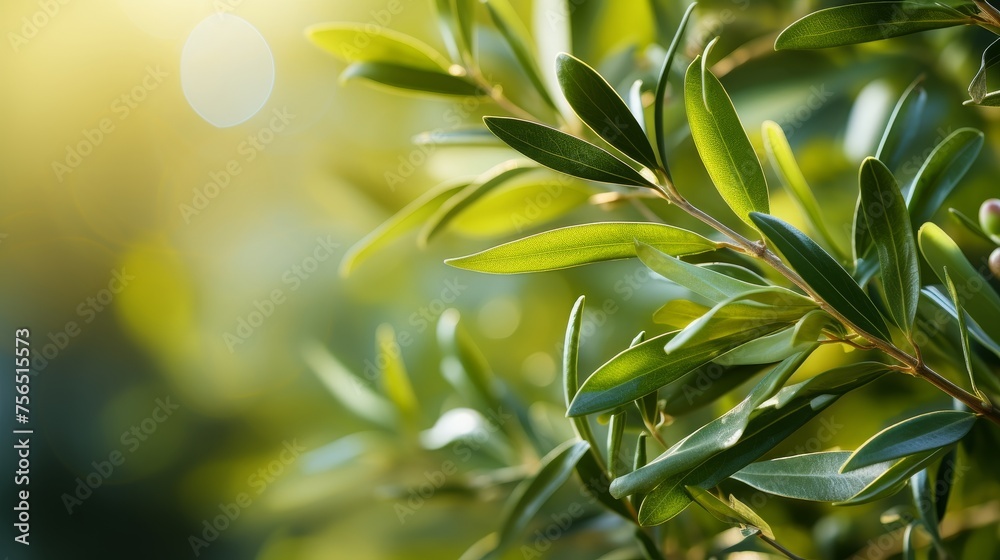 Close-up shot of young olive tree with vibrant green leaves on blurred background Close-up shot of young olive tree with vibrant green leaves on blurred background