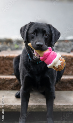 black labrador retriever