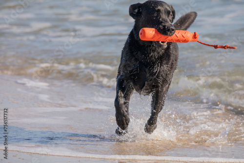 dog running in the water
