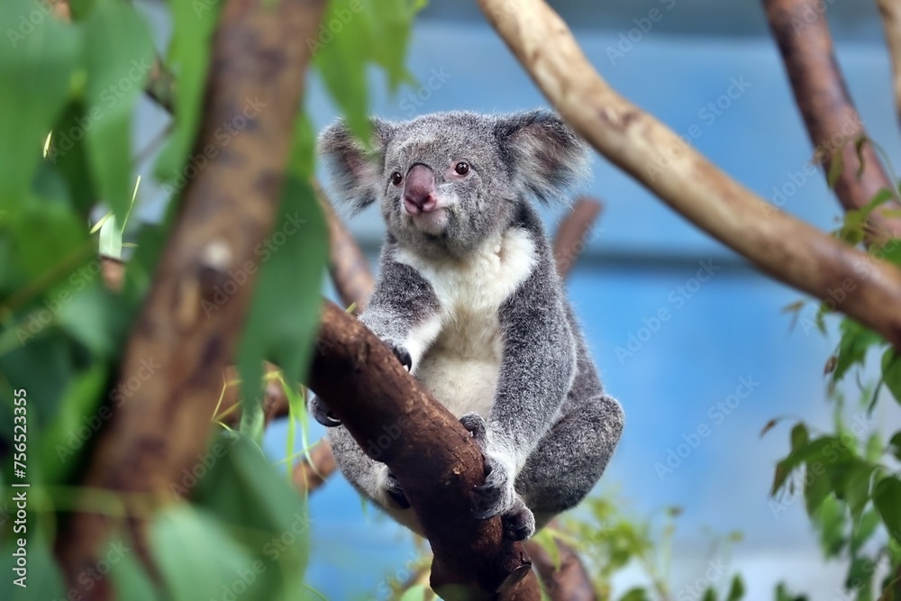 Obraz premium koala in a tree