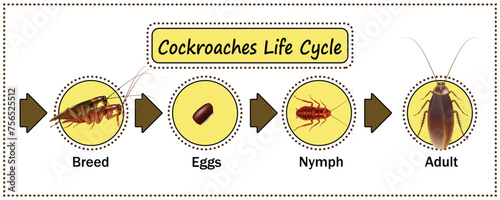 Cockroaches Life cycle, art for education