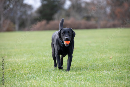 black labrador retriever in the park