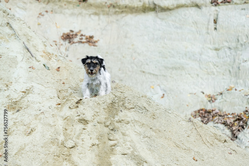 Cute active small Jack Russell Terrier dog in a sand pit