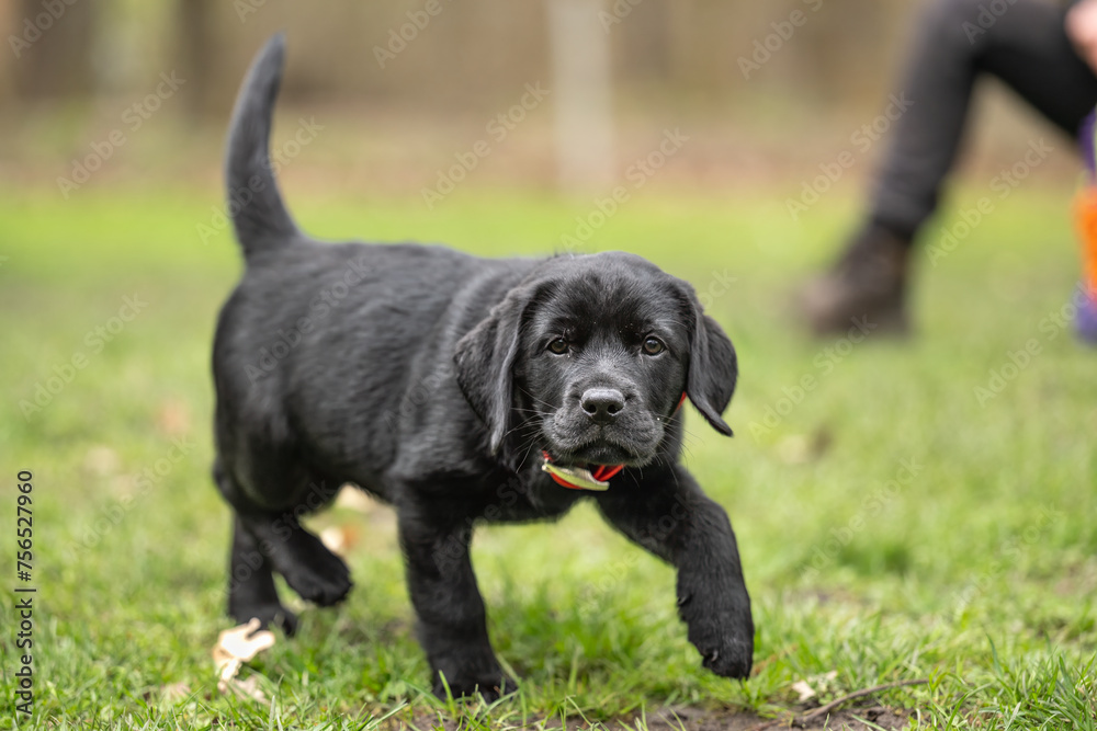 active black labrador retriever puppy dog, 8 weeks old, engaged outdoors in the meadow