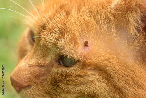 Tick feeding on cat, close up