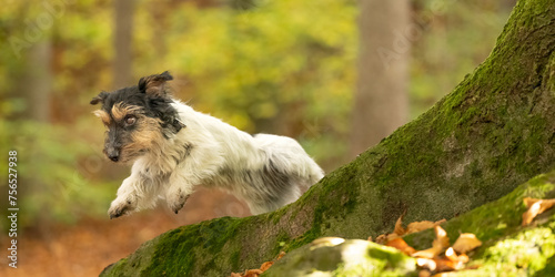 Small old funny Jack Russell Terrier dog is racing through the forest on a sunny day