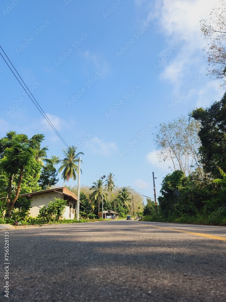 Fototapeta premium palm trees on the road