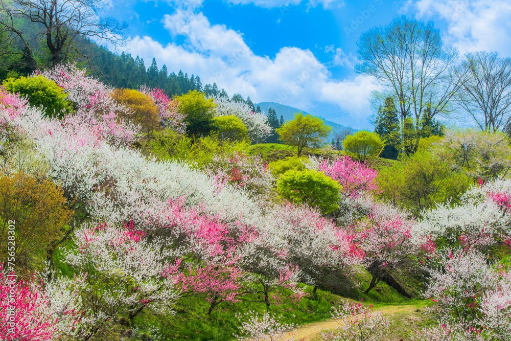 Obraz premium 長野県 阿智村 花桃の里