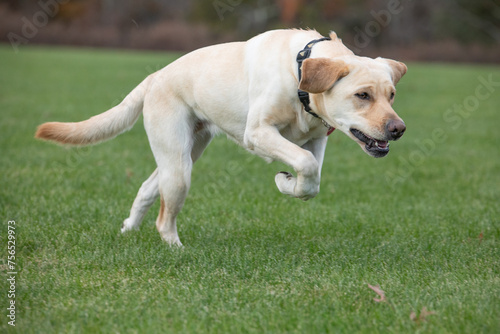 Yellow Labrador Retriever Pouncing