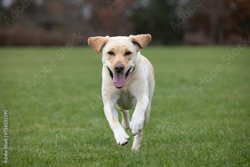 Yellow Labrador Retriever