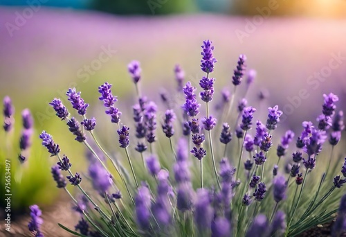 lavender field in region