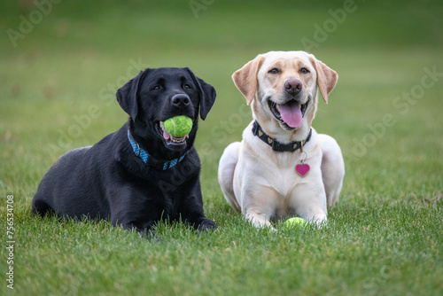 Labrador Retrievers