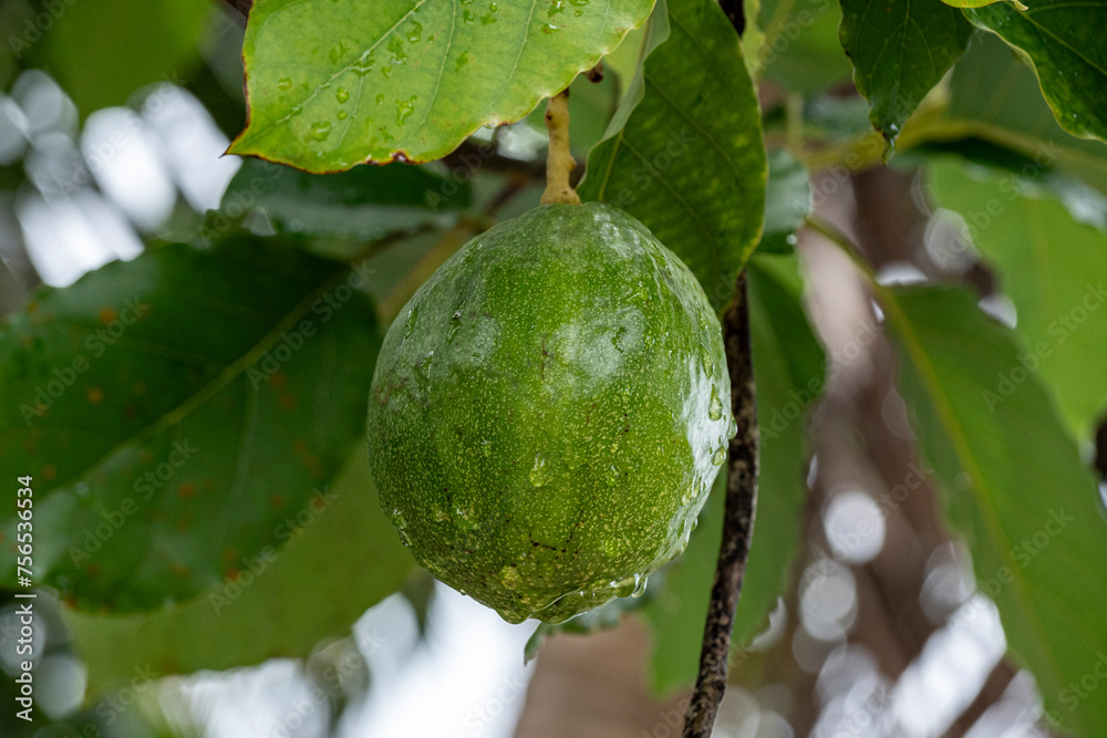 These are relatively small avocado fruits, compared to the normal size fruit you encounter in Brazil These are relatively small avocado fruits, compared to the normal size fruit you encounter in Brazil