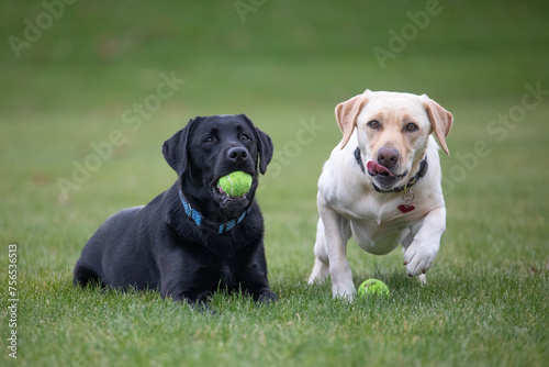 Labrador Retrievers