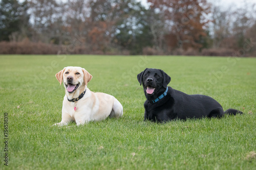 Labrador Retrievers