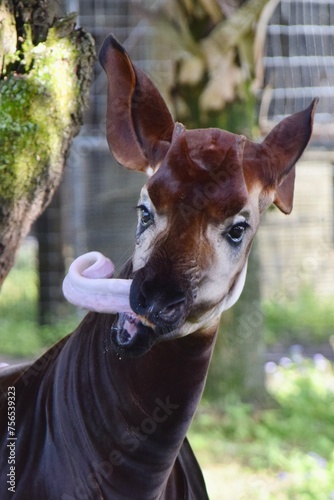 okapi animal funny tongue