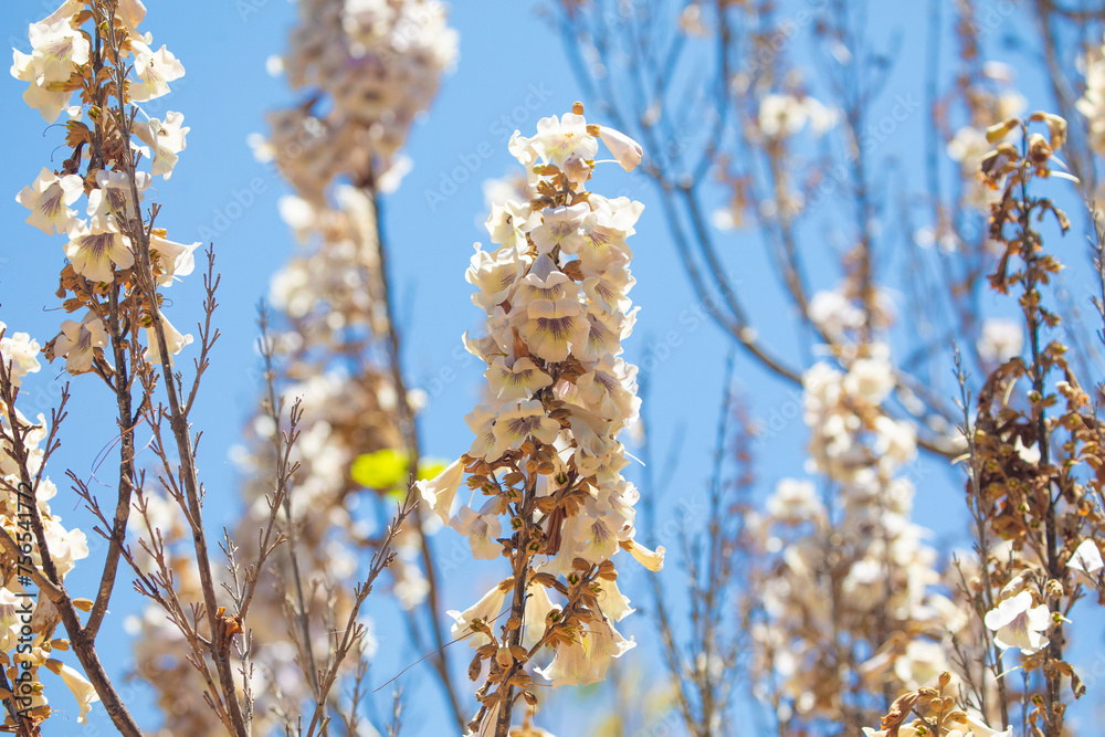 Naklejka premium Growing Paulonia Imperial (Paulownia tomentosa)